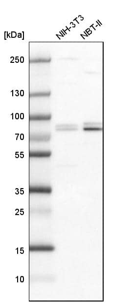 Analysis in mouse cell line NIH-3T3 and rat cell line NBT-II.