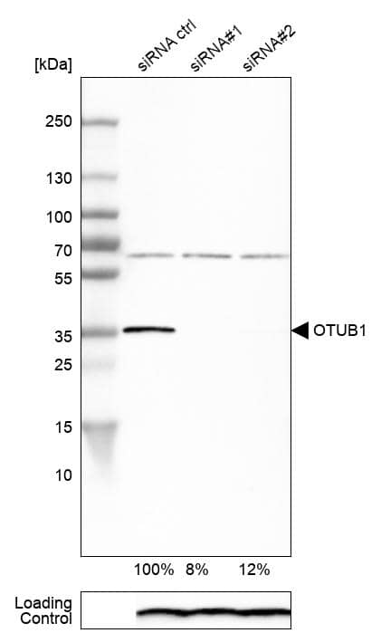 Analysis in MCF-7 cells) transfected with control siRNA, target specific siRNA probe #1 and #2, using Anti-OTUB1 antibody. Remaining relative intensity is presented. Loading control: Anti-PPIB.