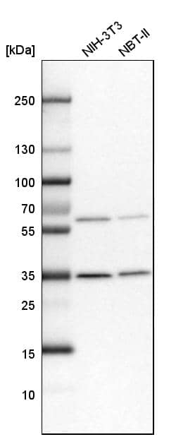 Analysis in mouse cell line NIH-3T3 and rat cell line NBT-II.