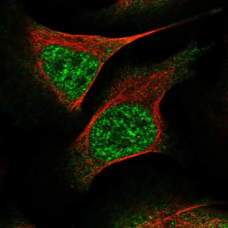 Immunocytochemistry/ Immunofluorescence WEE2 Antibody - BSA Free
