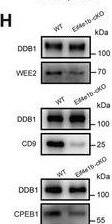 Proteomics analysis of eIF4E1B‐mediated selective translation. A,B) The Thermo Fisher Orbitrap Eclipse Tribrid mass detected a total of 2179 protein‐related genes that were applied for exploration. Significantly upregulated (red) and downregulated (blue) proteins within Eif4e1b‐cKO GV and MII oocytes (p < 0.05). C) Fold change and significance of Ube2a, Gpi1, and Zar1 protein levels disclosed by mass spectrometry within Eif4e1b‐cKO GV and MII oocytes. D,E) Heatmaps that present differences from WT to Eif4e1b‐cKO oocytes within the cohort expression of downregulated proteins of a variety of processes. F,G) Eif4e1b ‐bound genes presented stronger downregulation at the protein levels compared to the unbound genes within GV and MII Eif4e1b ‐cKO oocytes. The p‐values in F and G were determined by the two‐tailed Wilcoxon test. MS data from every group within the findings includes three independent experiments. (H) Western blotting results present endogenous protein levels of WEE2, and CD9 within MII oocytes and CPEB1 within GV oocytes. DDB1 was blotted as the loading control. The experiment went through three independent repetitions and reached similar findings. I) The UCSC browser views of LACE‐seq reads for Wee2, Cd9, and Cpeb1 in mouse GV oocytes. Red track, eIF4E1B LACE‐seq; eIF4E1B‐cKO LACE‐seq and IgG LACE‐seq track are shown below; Blue track, the peaks information of RNA‐Seq in WT and Eif4e1b‐ cKO GV oocytes. Image collected and cropped by CiteAb from the following open publication (//pubmed.ncbi.nlm.nih.gov/36755190), licensed under a CC-BY license. Not internally tested by Novus Biologicals.