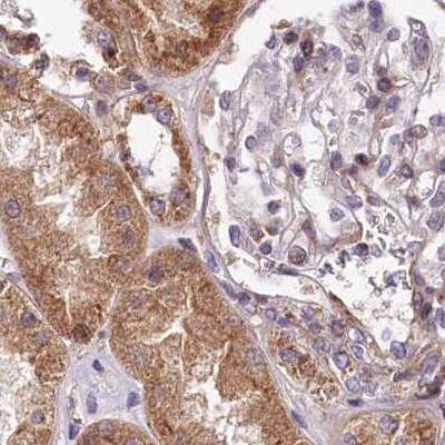 Staining of human kidney.