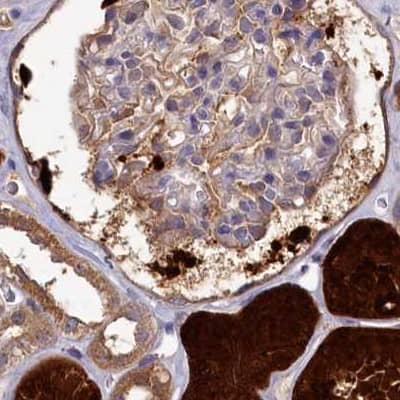 Staining of human kidney.