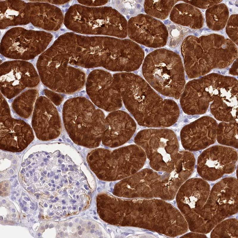 Staining of human kidney shows high expression.