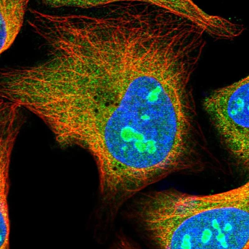 Immunocytochemistry/ Immunofluorescence HS1BP3 Antibody - BSA Free