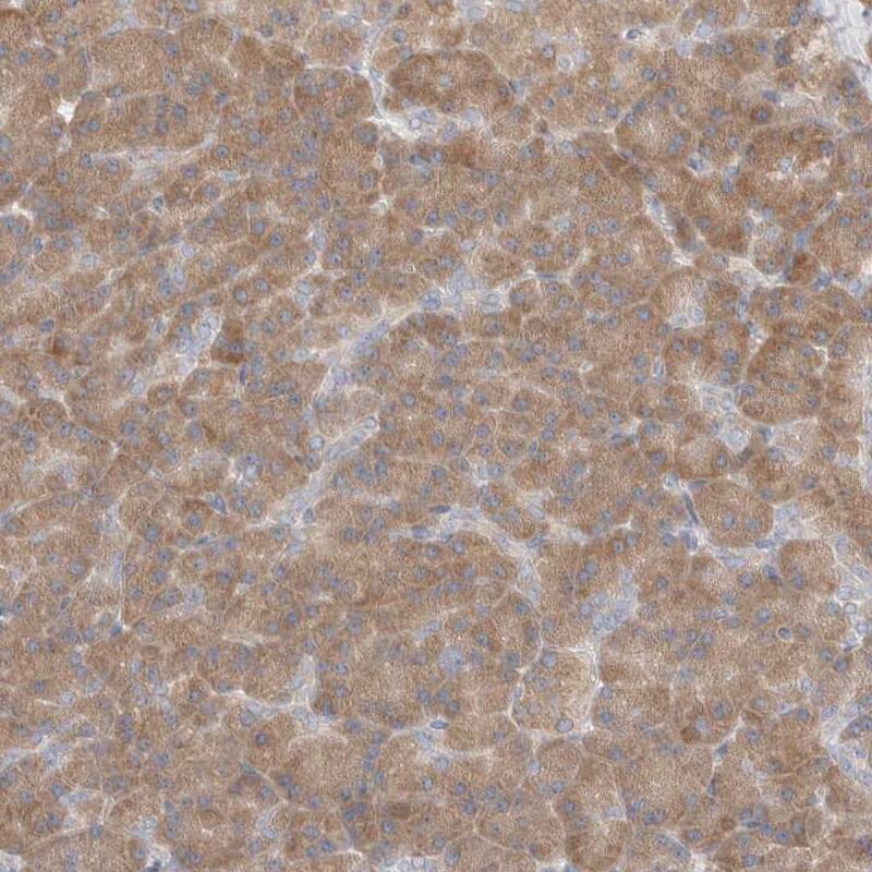 Immunohistochemistry-Paraffin C16orf58 Antibody - BSA Free