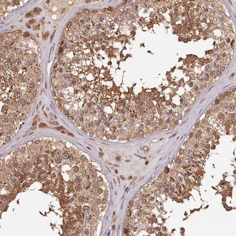 Staining of human testis shows strong cytoplasmic positivity in cells in seminiferous ducts and Leydig cells.