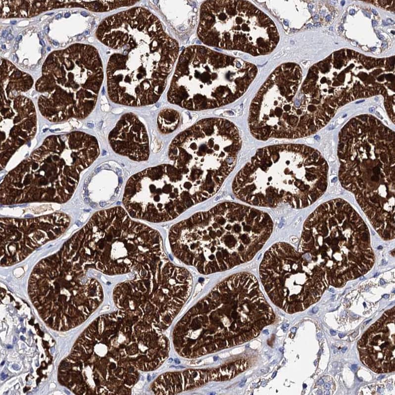 Staining of human kidney shows very strong granular cytoplasmic positivity in cells in tubules.
