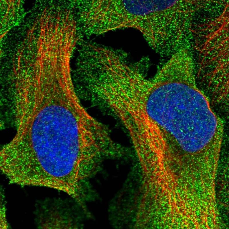 Staining of human cell line U-2 OS shows localization to plasma membrane & cytosol.