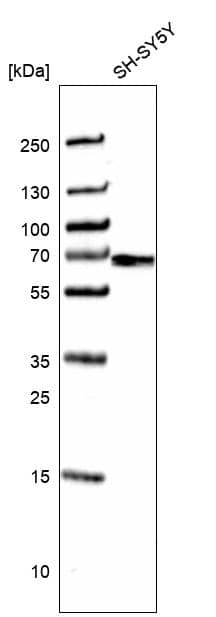 Analysis in human cell line SH-SY5Y.
