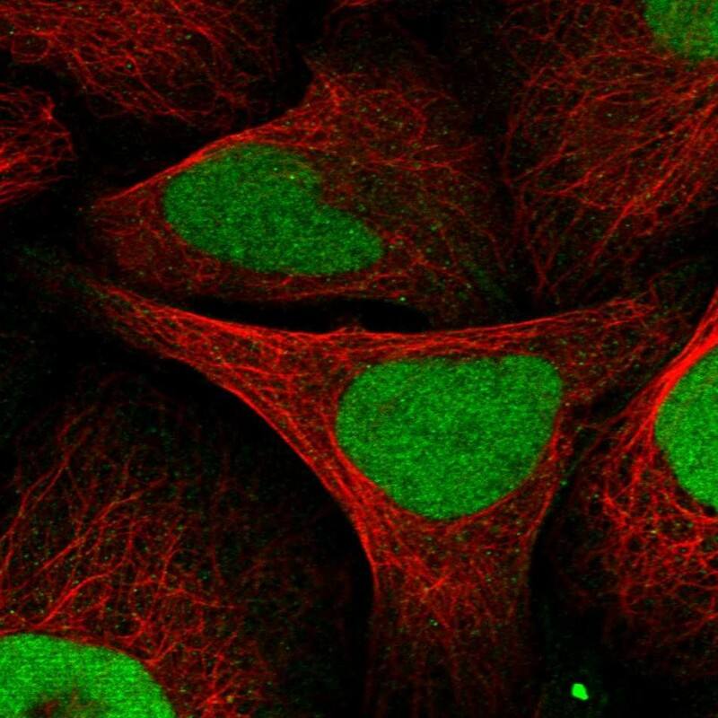 Staining of human cell line U-2 OS shows localization to nucleoplasm.