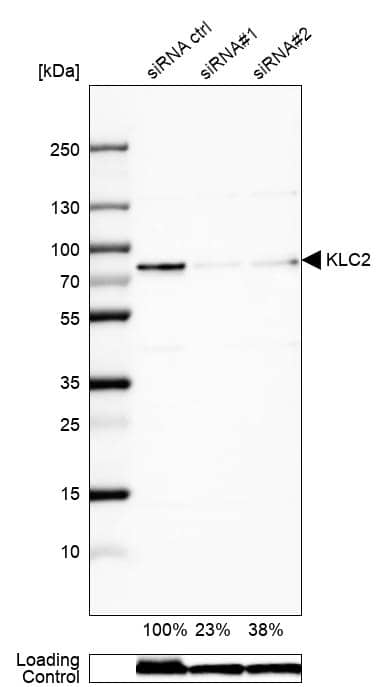 Analysis in U-138MG cells) transfected with control siRNA, target specific siRNA probe #1 and #2, using Anti-KLC2 antibody. Remaining relative intensity is presented. Loading control: Anti-GAPDH.