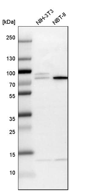 Western Blot KLC2 Antibody - BSA Free