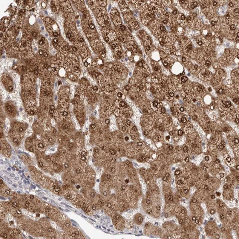 Immunohistochemistry-Paraffin GPR157 Antibody - BSA Free