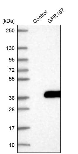 Analysis in control (vector only transfected HEK293T lysate) and GPR157 over-expression lysate (Co-expressed with a C-terminal myc-DDK tag (~3.1 kDa) in mammalian HEK293T cells).