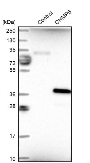 Analysis in control (vector only transfected HEK293T lysate) and CHMP6 over-expression lysate (Co-expressed with a C-terminal myc-DDK tag (~3.1 kDa) in mammalian HEK293T cells).