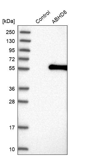 Analysis in control (vector only transfected HEK293T lysate) and ABHD8 over-expression lysate (Co-expressed with a C-terminal myc-DDK tag (~3.1 kDa) in mammalian HEK293T cells).