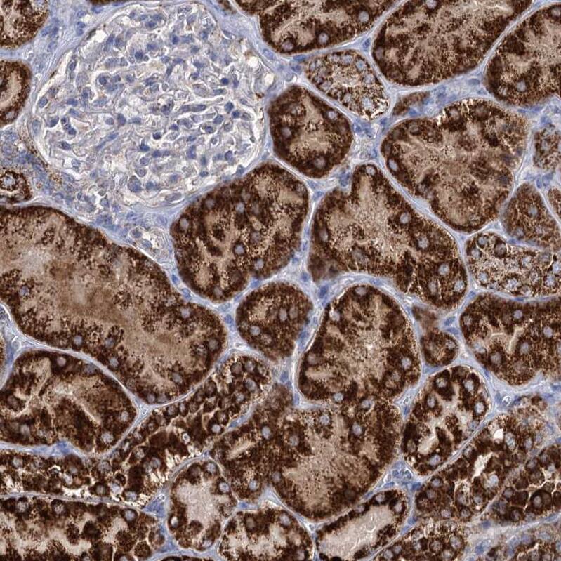 Staining of human kidney shows strong granular cytoplasmic positivity in cells in tubules.
