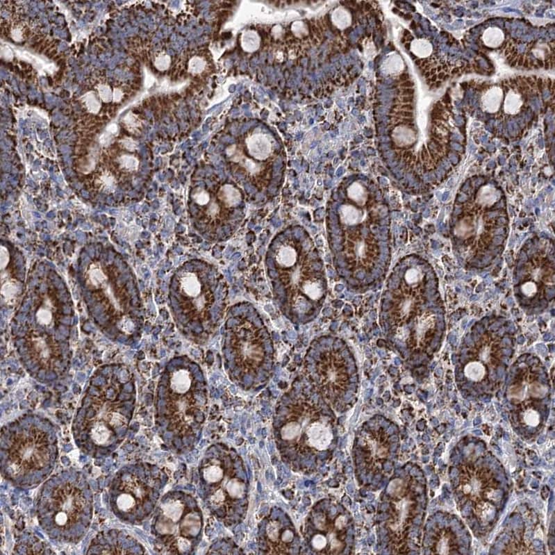 Staining of human duodenum shows strong granular cytoplasmic positivity in glandular cells.