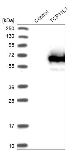 Analysis in control (vector only transfected HEK293T lysate) and TCP11L1 over-expression lysate (Co-expressed with a C-terminal myc-DDK tag (~3.1 kDa) in mammalian HEK293T cells).