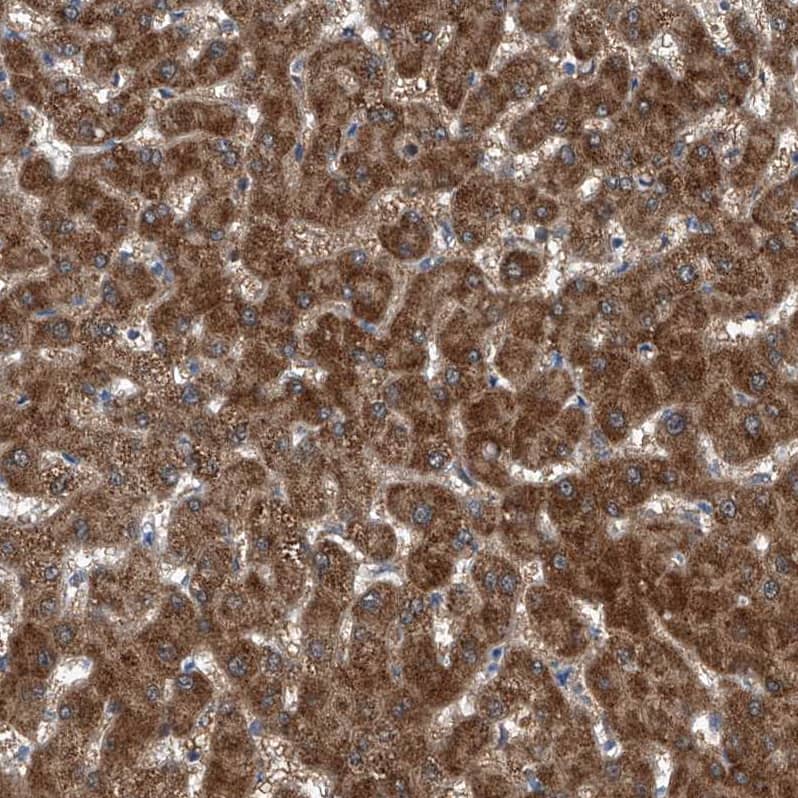 Immunohistochemistry-Paraffin USP48 Antibody - BSA Free