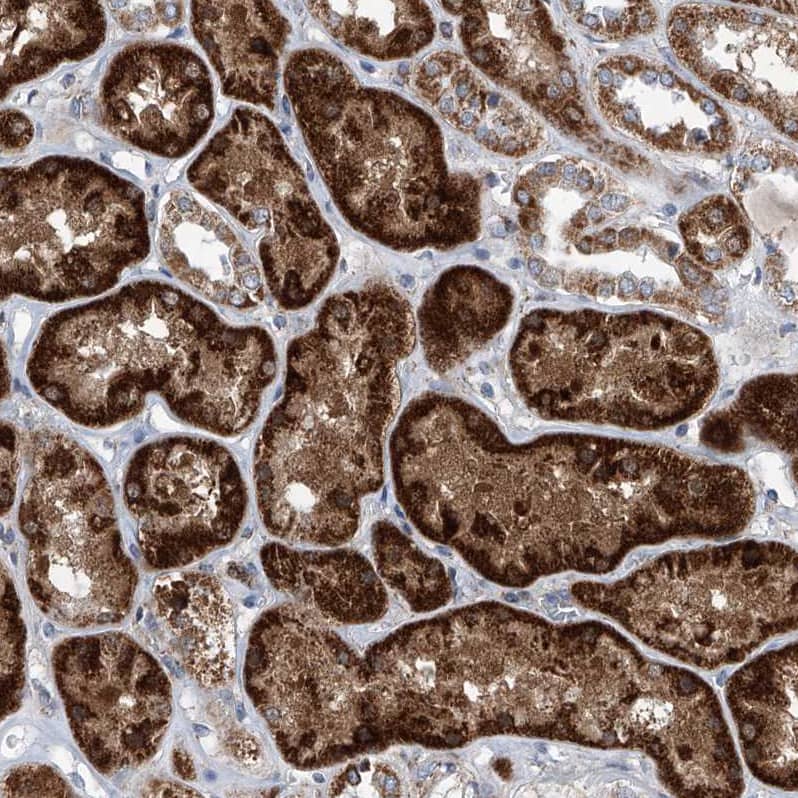 Immunohistochemistry-Paraffin USP48 Antibody - BSA Free