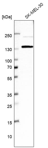 Western Blot USP48 Antibody - BSA Free