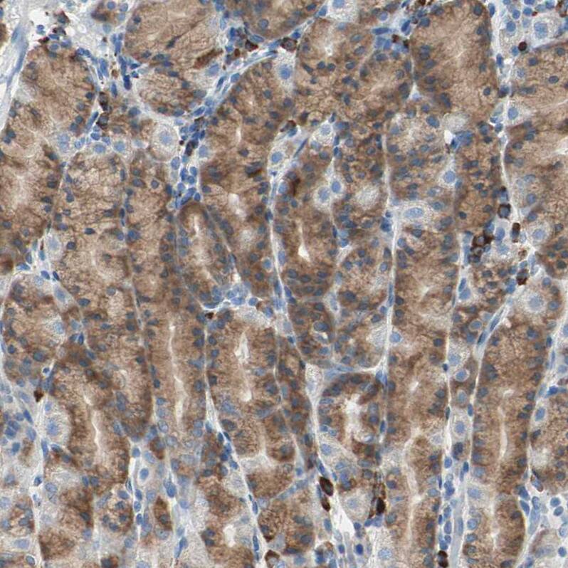Staining of human stomach shows strong cytoplasmic positivity in glandular cells.