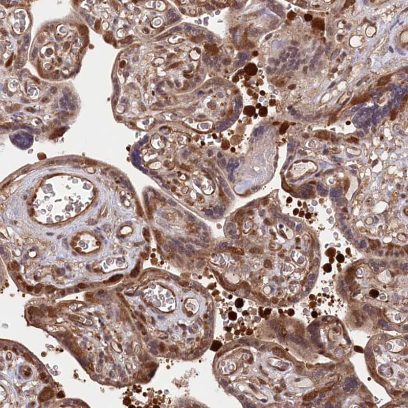 Immunohistochemistry-Paraffin LSG1 Antibody - BSA Free
