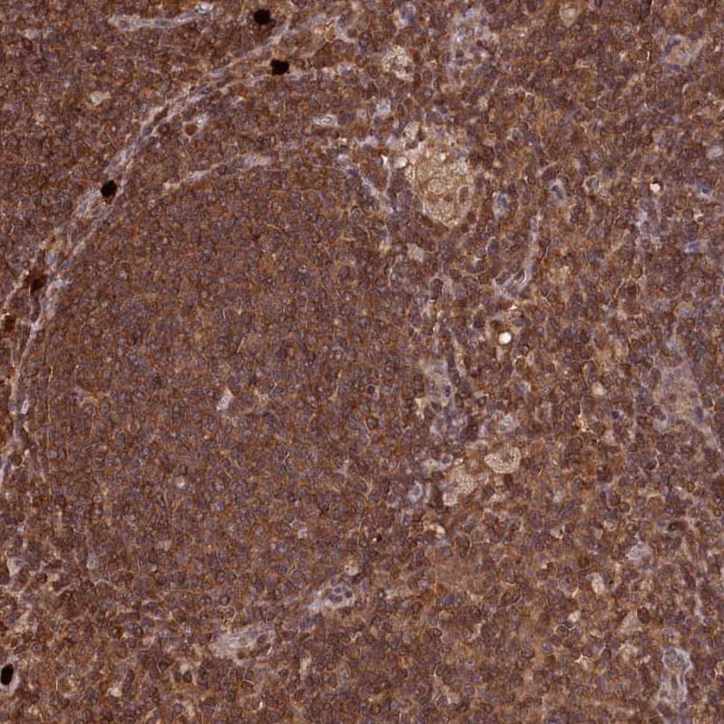 Immunohistochemistry-Paraffin LSG1 Antibody - BSA Free