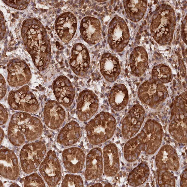 Immunohistochemistry-Paraffin LSG1 Antibody - BSA Free