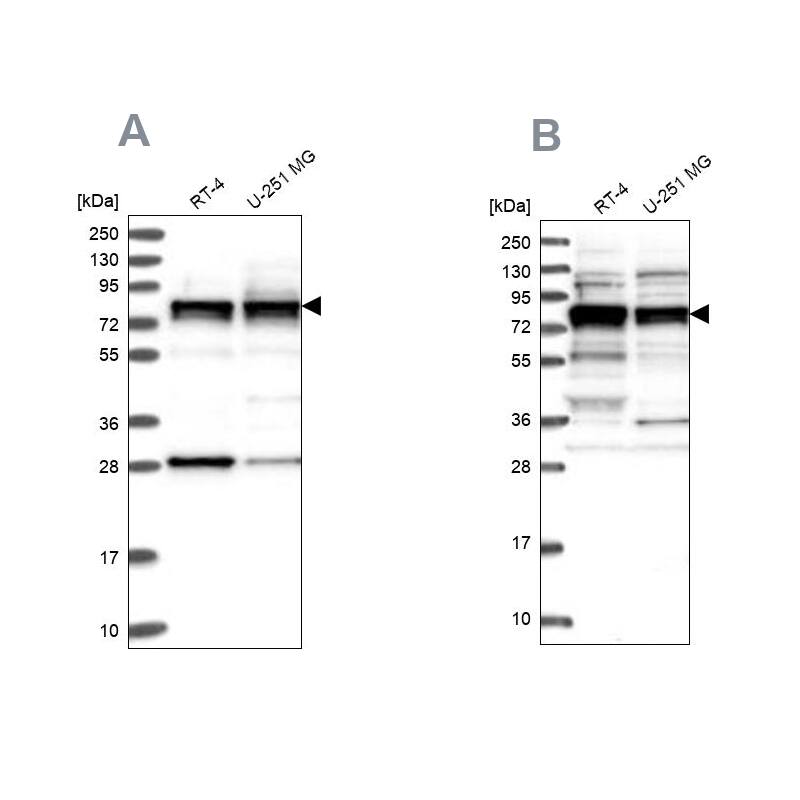 Western Blot LSG1 Antibody - BSA Free