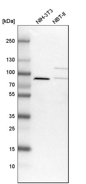 Western Blot LSG1 Antibody - BSA Free
