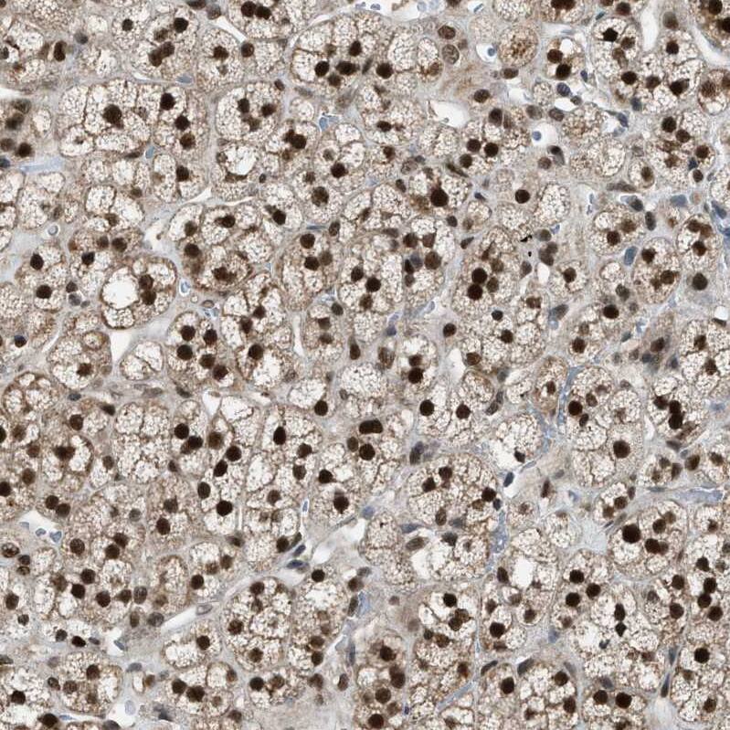Staining of human adrenal gland shows moderate to strong nuclear positivity in glandular cells.