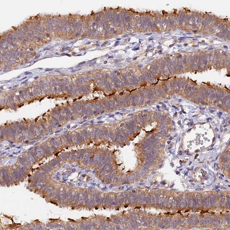 Staining of human fallopian tube shows strong positivity in cilia in glandular cells.