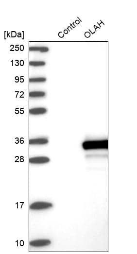 Analysis in control (vector only transfected HEK293T lysate) and OLAH over-expression lysate (Co-expressed with a C-terminal myc-DDK tag (~3.1 kDa) in mammalian HEK293T cells).