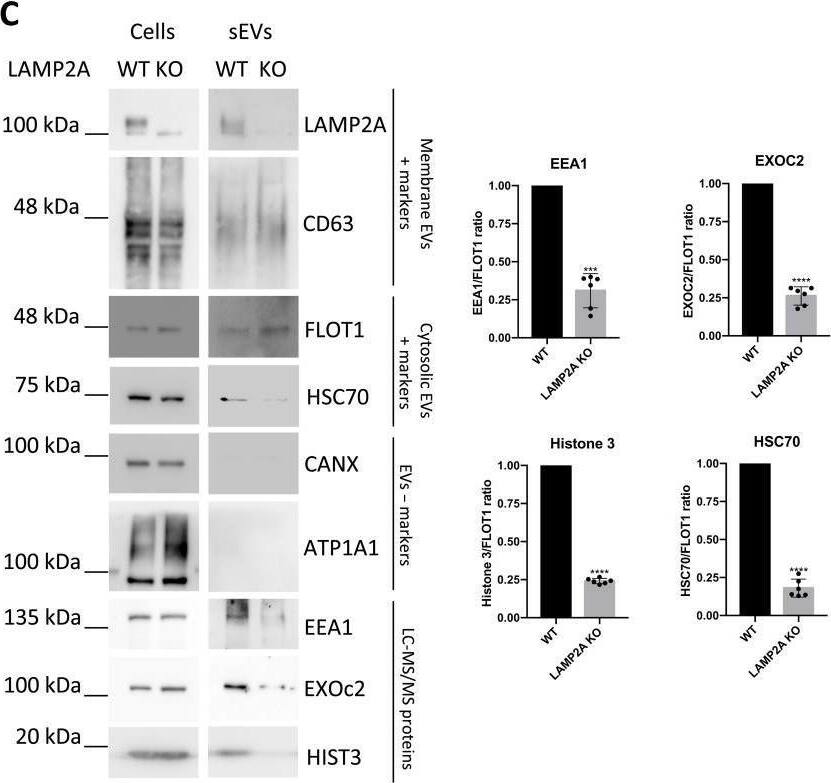 LAMP2A KO leads to the down-regulation of KFERQ-containing proteins in sEVs.(A) Schematic representation of LAMP2 genomic sequence. There are three isoforms of LAMP2 (A, B, and C) originated by the alternative splicing of exon 9. In red is the exon for the LAMP2A isoform. ARPE-19 cells were cultured in exosome-depleted medium. sEVs were isolated from cell culture supernatants. (B) TEM images show isolated exosomes. Graphs show particle number and size using nanoparticle tracking system (NanoSight). LAMP2A KO maintains particle size and number. (C) WB of cell extracts and sEV fractions blotted with antibodies raised against membrane EV-positive markers (CD63 and LAMP2A), cytosolic EV-positive markers (HSC70 and FLOT1), EV-negative markers [CANX (calnexin) and ATP1A1 (ATPase Na+/K+ Transporting Subunit Alpha 1)], and KFERQ-containing proteins. LAMP2A KO leads to a decrease in the protein levels of EEA1, EXOc2, and histone 3, which contain at least one KFERQ motif each, as well as HSC70. (D) Raw MS/MS fragmentation spectrum of the peptide HHHAGYEQF, exclusively from LAMP2 isoform A, present only in WT samples. (E) Schematic representation shows the rules for the identification of putative KFERQ motifs. Graph shows the percentage of proteins with at least one KFERQ motif in their sequence that is present in sEVs. (F) Heatmaps of down-regulated proteins in sEVs after LAMP2A KO. Down-regulated proteins (67%) contain KFERQ motifs. All samples were analyzed under the same experimental conditions. The results represent means +/- SD of at least n = 3 independent experiments (***P < 0.001 and ****P < 0.0001). Image collected and cropped by CiteAb from the following open publication (//pubmed.ncbi.nlm.nih.gov/35333565), licensed under a CC-BY license. Not internally tested by Novus Biologicals.