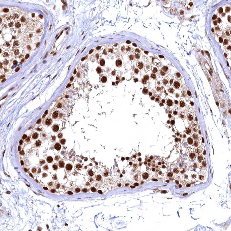 Staining of human testis shows strong nuclear positivity in cells in seminiferous ducts and leydig cells with weak cytoplasmic positivity.
