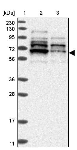 Western Blot ZNF83 Antibody - BSA Free