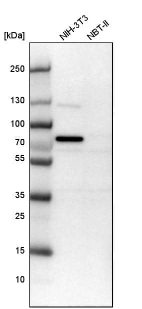 Analysis in mouse cell line NIH-3T3 and rat cell line NBT-II.