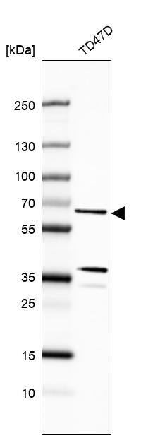 Analysis in human cell line TD47D.
