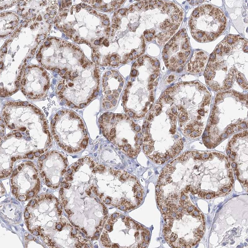 Staining of human kidney shows moderate cytoplasmic granular positivity in cells in tubules.