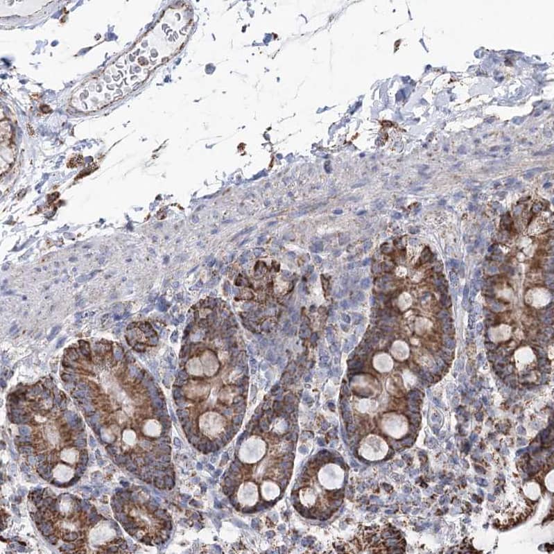 Staining of human duodenum shows weak to moderate cytoplasmic granular positivity in glandular cells.