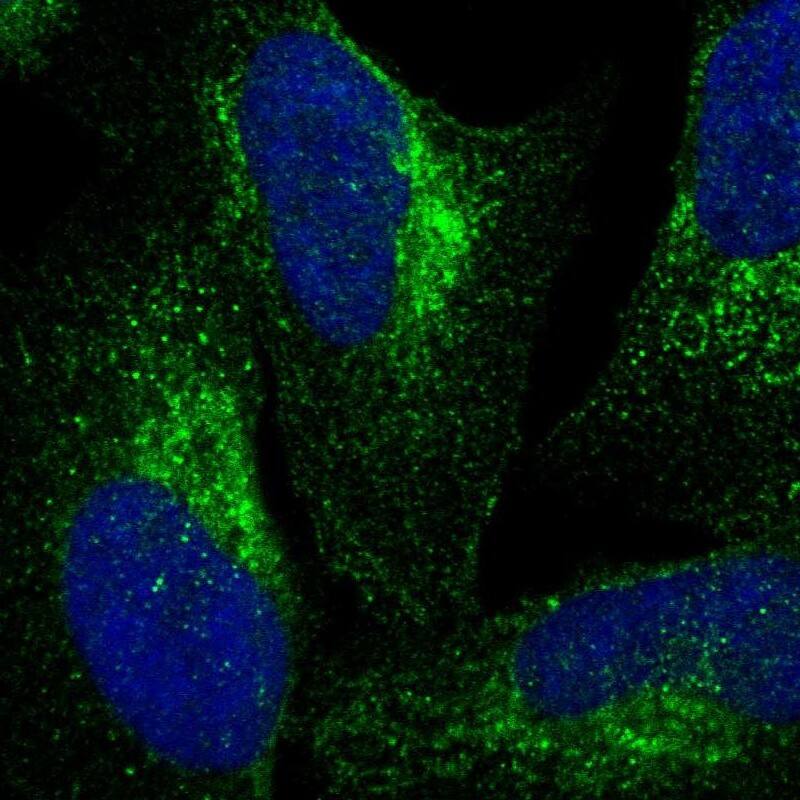 Staining of human cell line U-2 OS shows localization to cytosol & the Golgi apparatus.