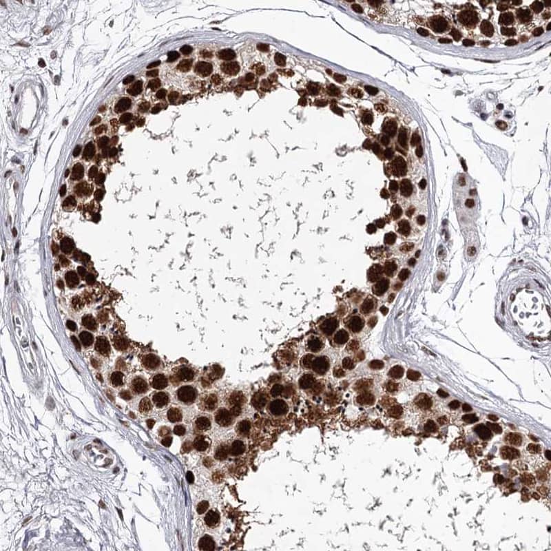 Staining of human testis shows nuclear positivity in cells in seminiferous ducts.