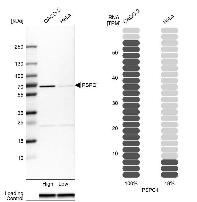 <b>Orthogonal Strategies Validation. </b>Analysis in human cell lines Caco-2 and HeLa using Anti-PSPC1 antibody. Corresponding PSPC1 RNA-seq data are presented for the same cell lines. Loading control: Anti-GAPDH.