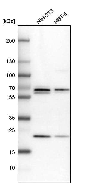 Analysis in mouse cell line NIH-3T3 and rat cell line NBT-II.