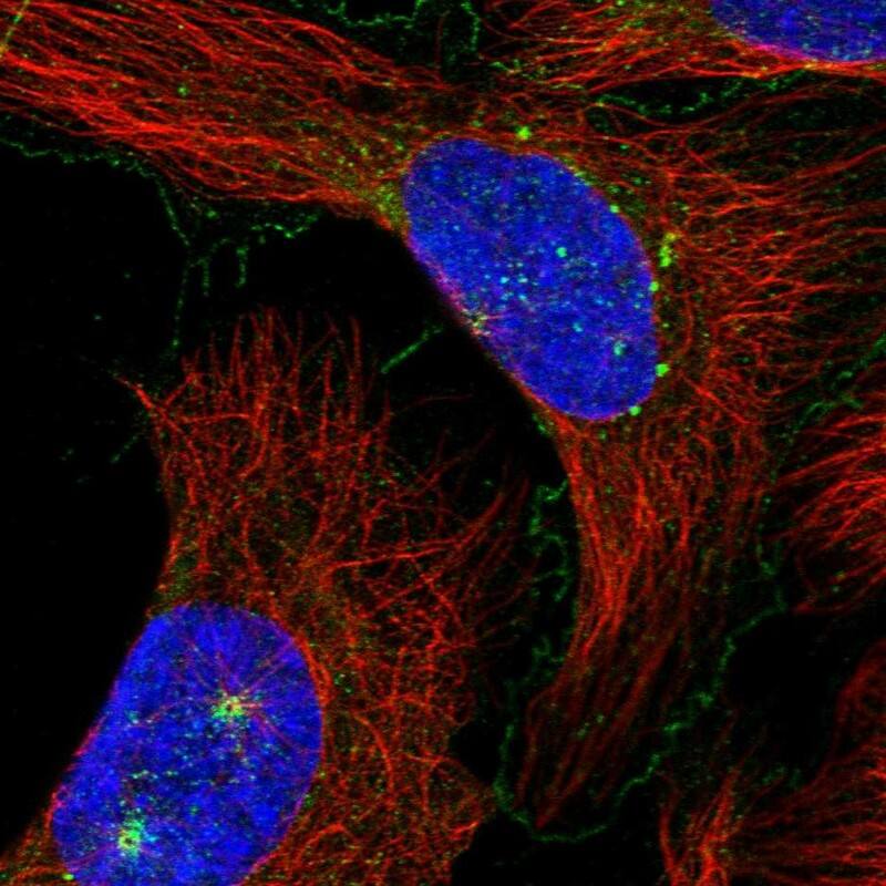 Staining of human cell line U-2 OS shows localization to plasma membrane, microtubule organizing center & vesicles.