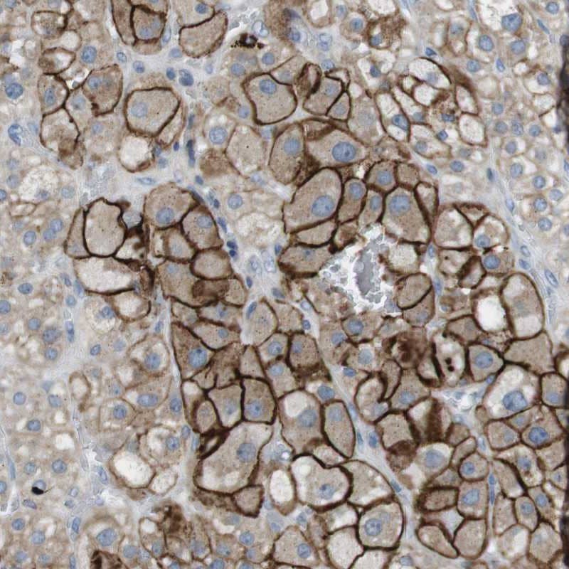Staining of human adrenal gland shows strong membranous positivity in cortical cells.