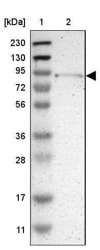 Western Blot TYW1 Antibody - BSA Free